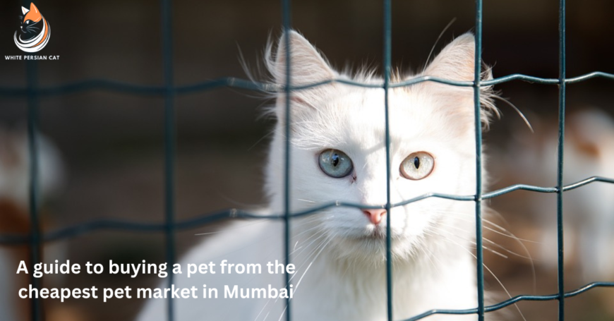 Cheapest Pet Market in Mumbai for Persian cat 2023 – White Persian Cat