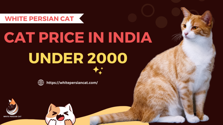 Cat Price in India Under 2000 – White Persian Cat