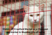 Cheapest Pet Market in Mumbai for Persian cat 2023 – White Persian Cat
